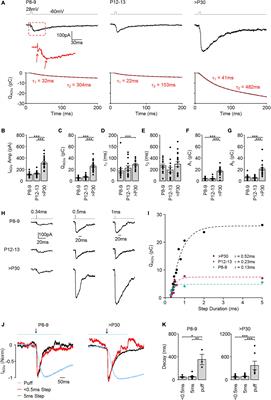 Synaptic vesicle release during ribbon synapse formation of cone photoreceptors